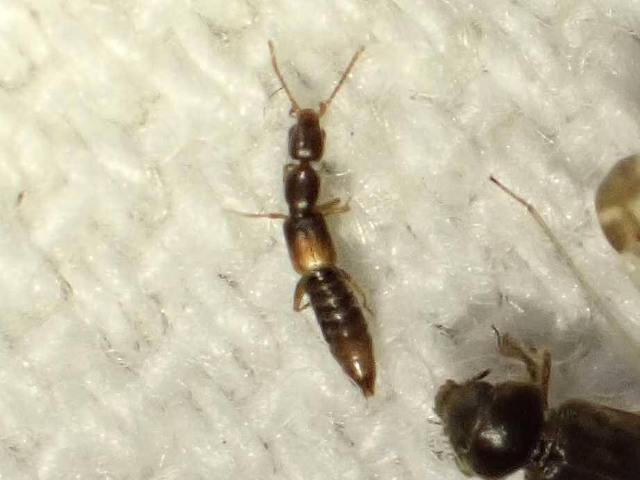 Scopaeus debilis - pusztai turzásholyva