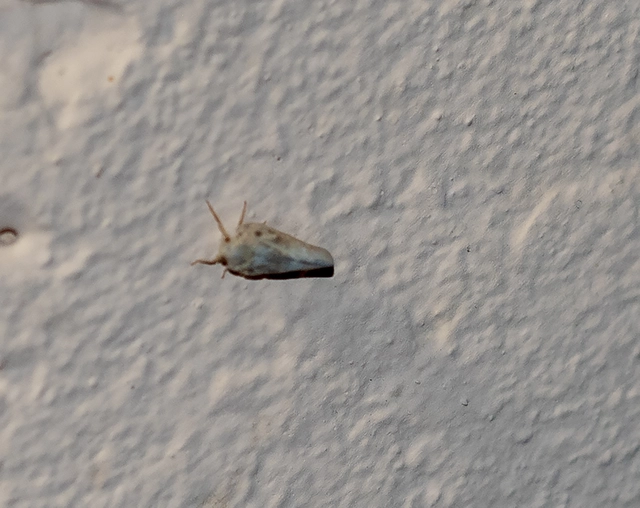 Metcalfa pruinosa - amerikai lepkekabóca