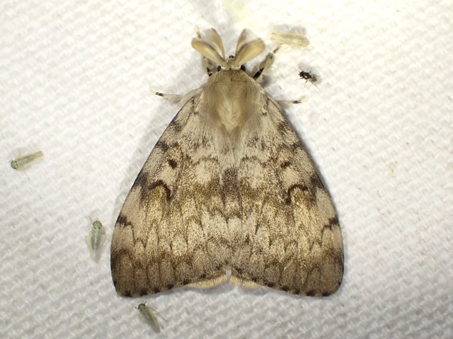 gyapjaslepke - Lymantria dispar