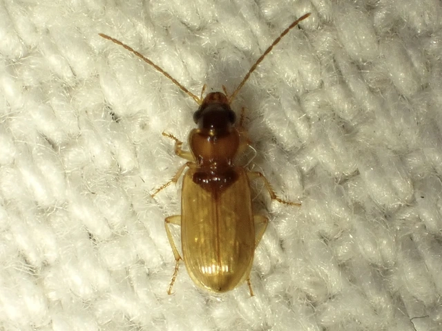 Anthracus consputus - nyerges kisdedfutó