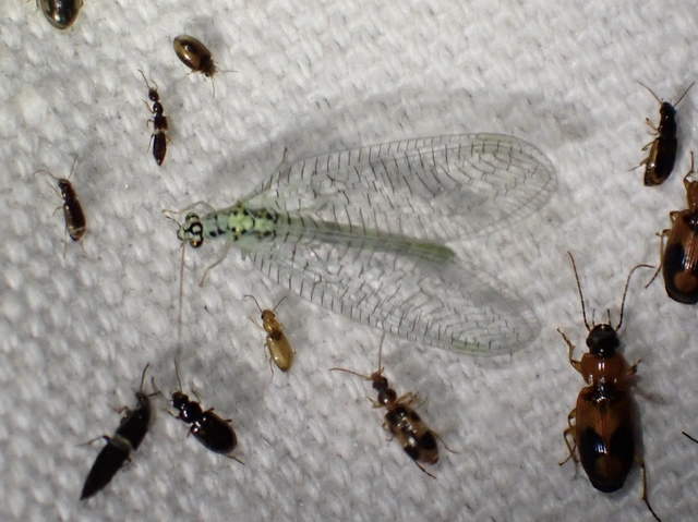 Chrysopidae - zöldfátyolkák