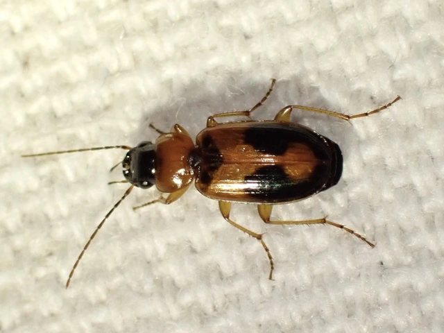 Badister meridionalis - közönséges posványfutonc
