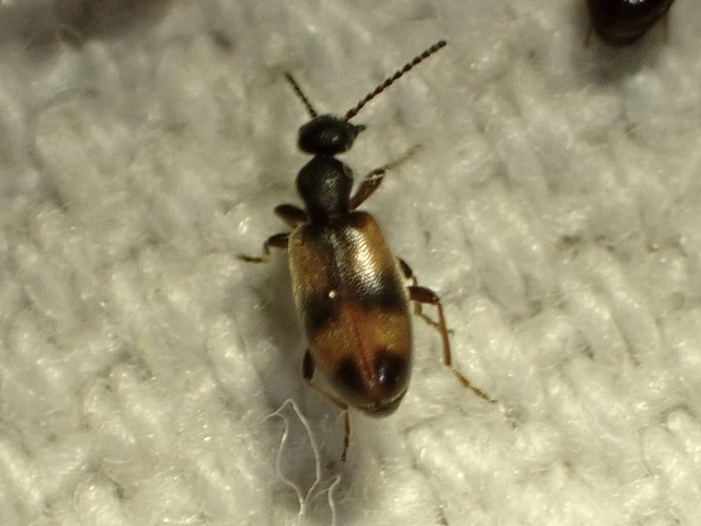 Anthicus antherinus - közönséges fürgebogár