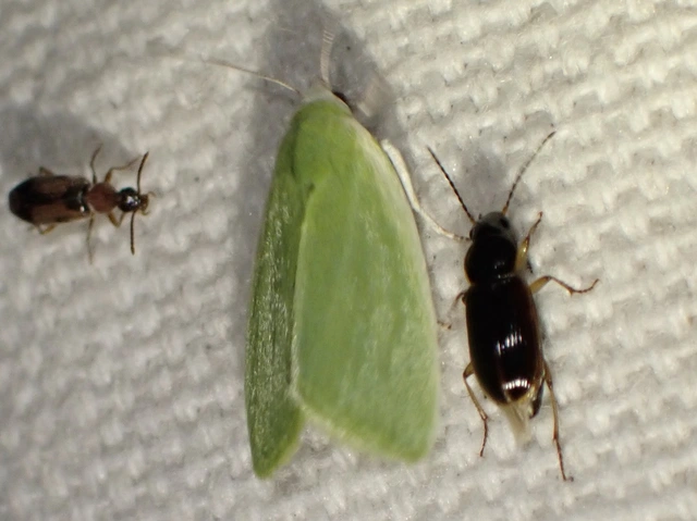 fűzfa-zöldbagoly - Earias clorana