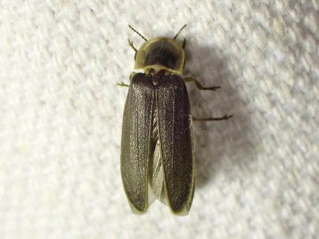 Lampyris noctiluca - nagy szentjánosbogár