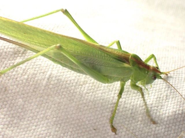 Tettigonia viridissima - zöld lombszöcske