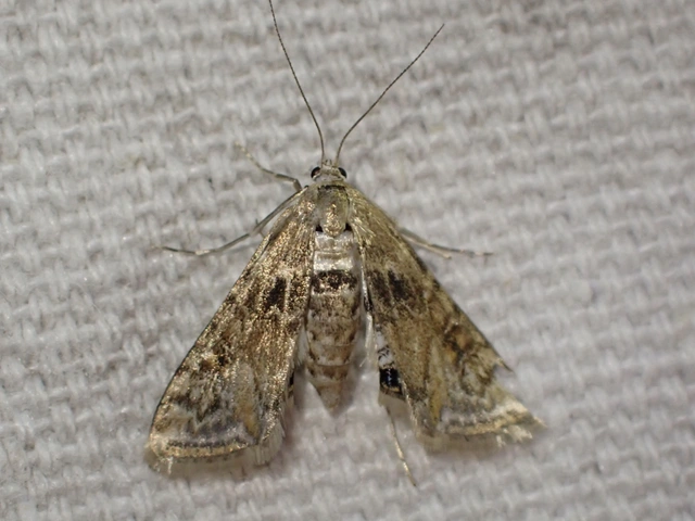 Cataclysta lemnata - békalencsemoly