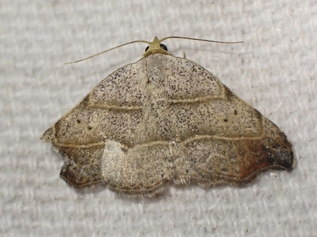 zuzmóbagoly - Laspeyria flexula