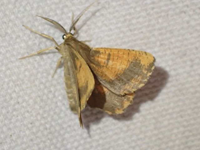 Angerona prunaria - sárga kökényaraszoló