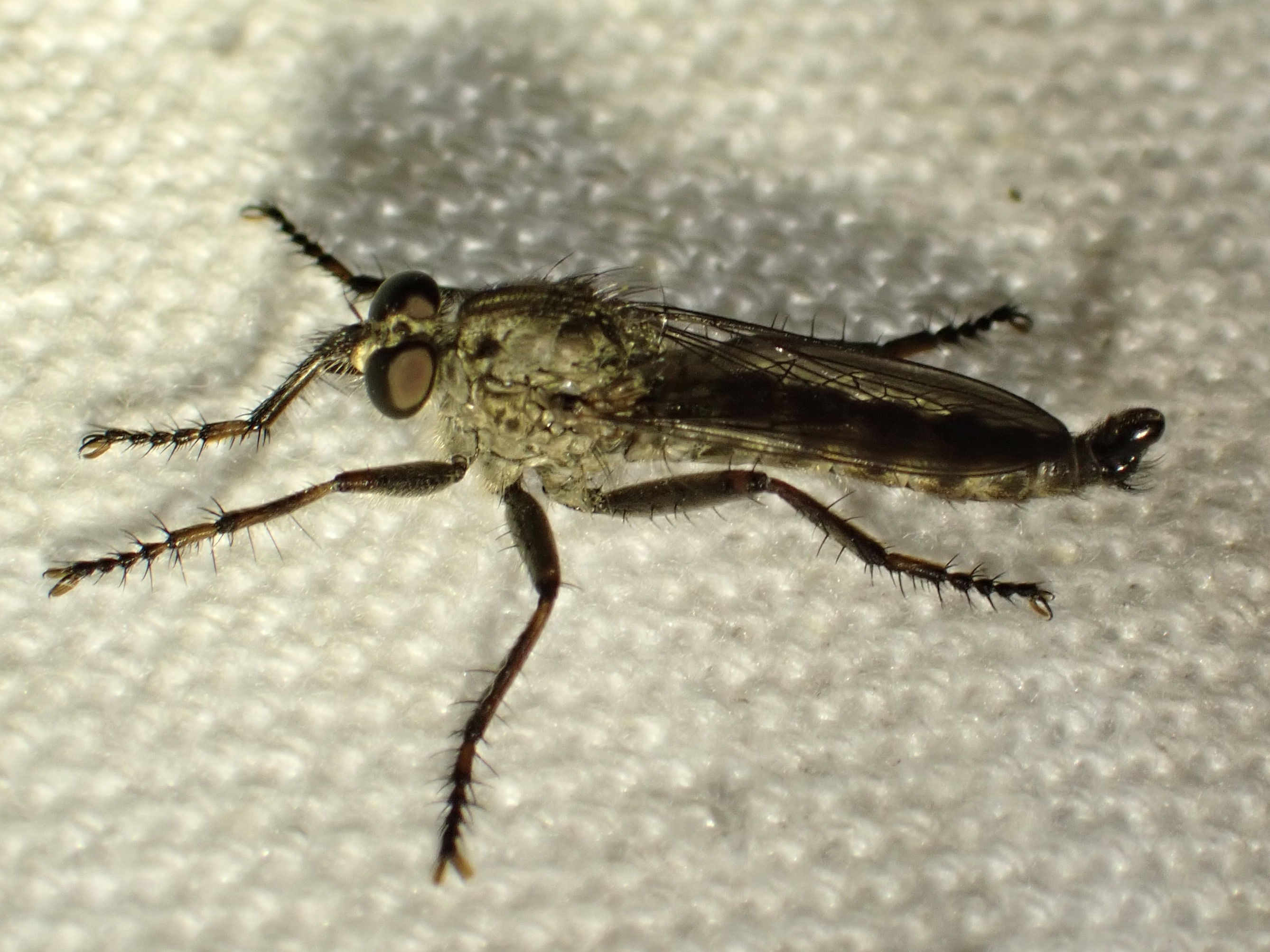 Tolmerus atricapillus