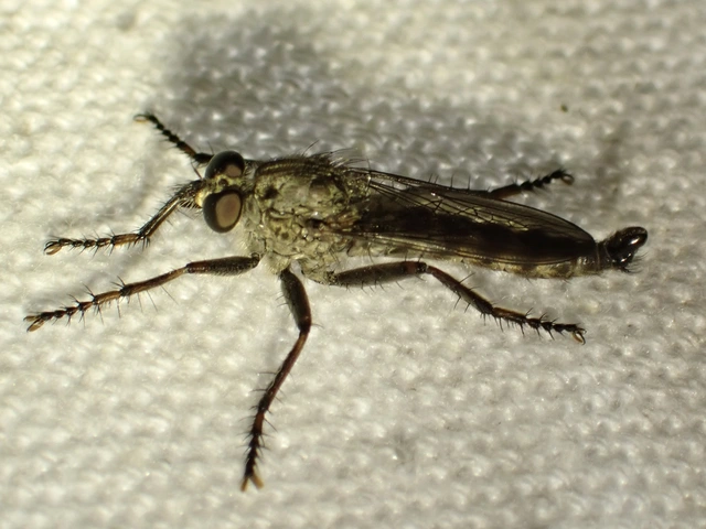 Tolmerus atricapillus