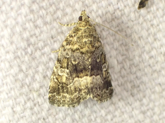 fehérsávos apróbagoly - Protodeltote pygarga