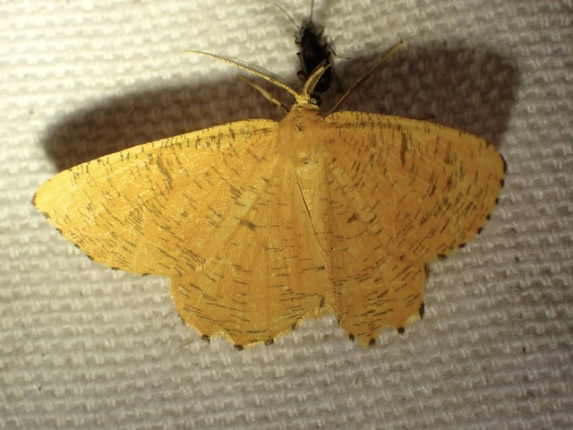 sárga kökényaraszoló - Angerona prunaria