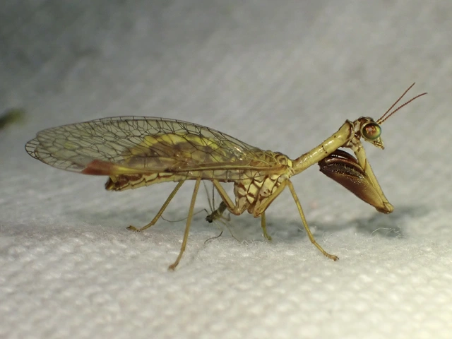 Mantispa styriaca - kétszínű fogólábú-fátyolka