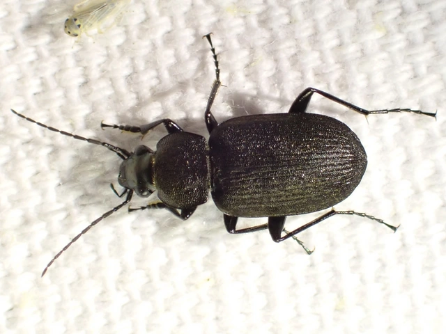 Chlaenius tristis - fekete bűzfutó