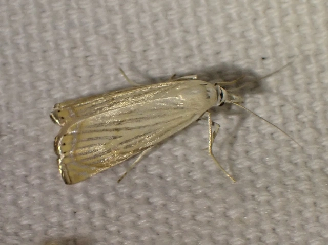 Chrysoteuchia culmella - kerti fűgyökérmoly