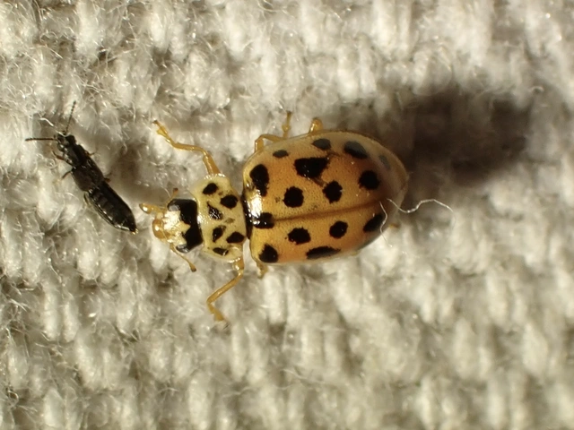 Anisosticta novemdecimpunctata - tizenkilencpettyes katica