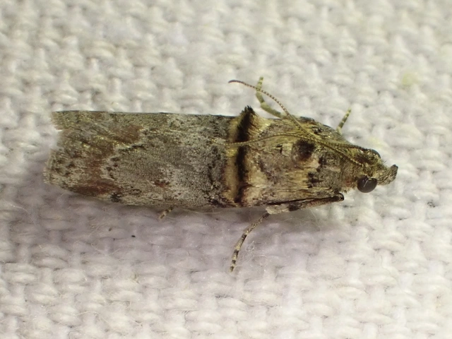Trachonitis cristella - bokorrágó karcsúmoly