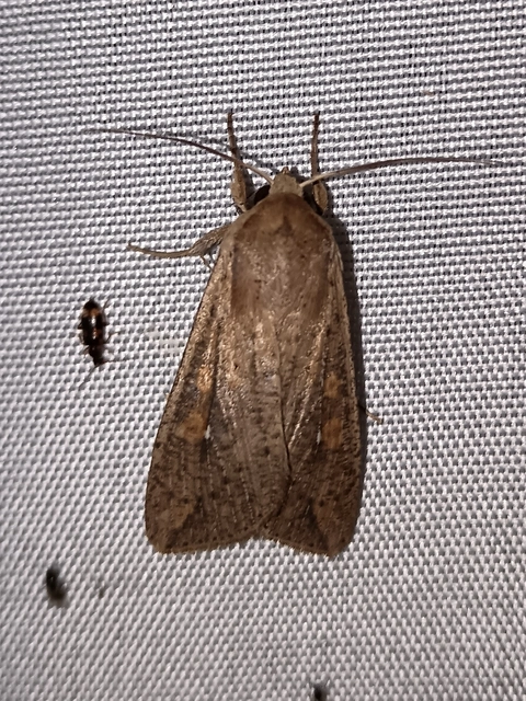 Mythimna unipuncta - hordabagoly