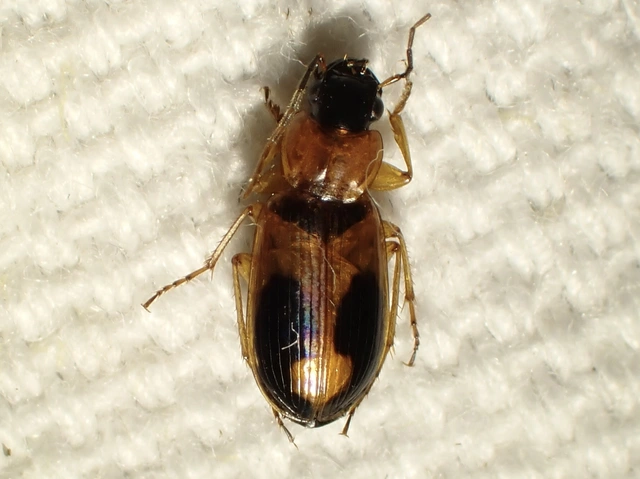 Badister meridionalis - közönséges posványfutonc
