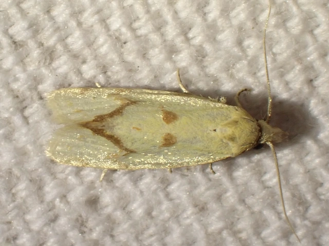 Agapeta hamana - közönséges sárgamoly