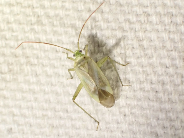 Adelphocoris lineolatus - lucernapoloska