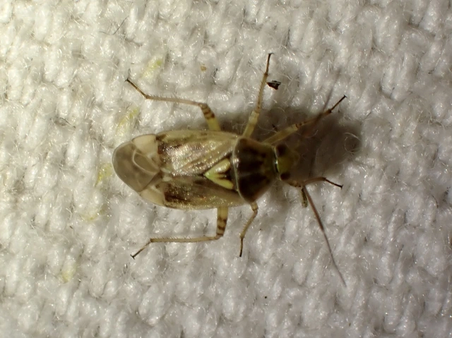 Lygus rugulipennis - molyhos mezeipoloska