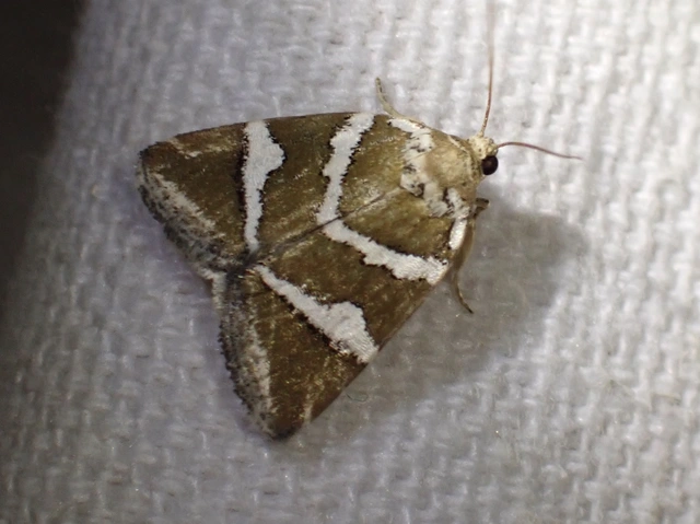 ezüstös apróbagoly - Deltote bankiana