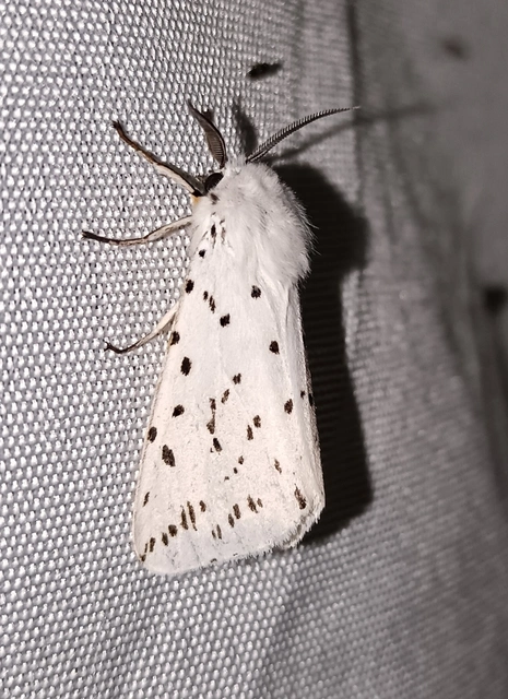 Spilosoma lubricipedum - tejszínű medvelepke