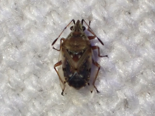 Kleidocerys resedae - nyírbodobács