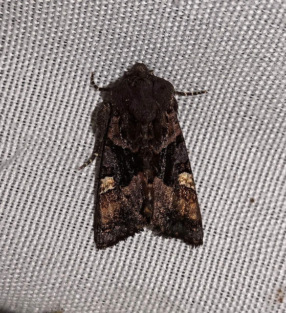 Euplexia lucipara - szeder-csipkésbagoly