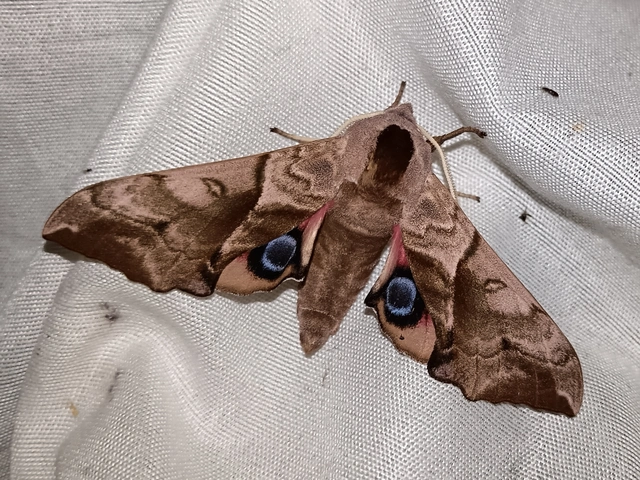 Smerinthus ocellatus - esti pávaszem