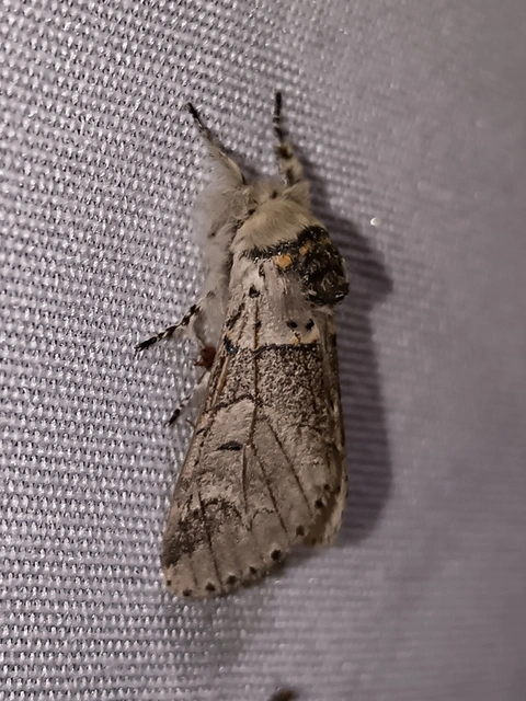 Furcula furcula - szürke púposszövő