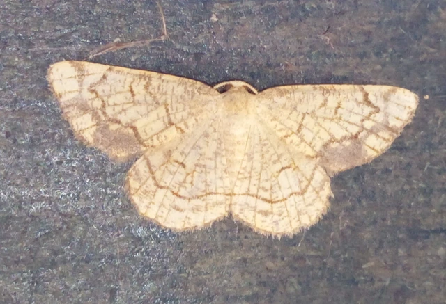 Stegania dilectaria - fehérnyár-araszoló