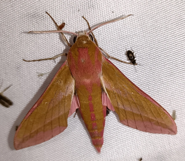 Deilephila elpenor - szőlőszender