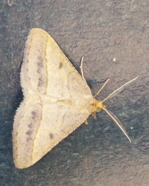Tephrina arenacearia - lucerna-araszoló