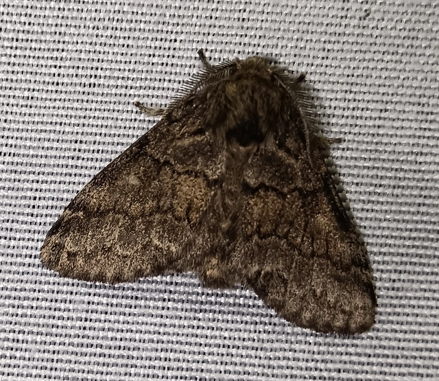 Gluphisia crenata - kormos púposszövő