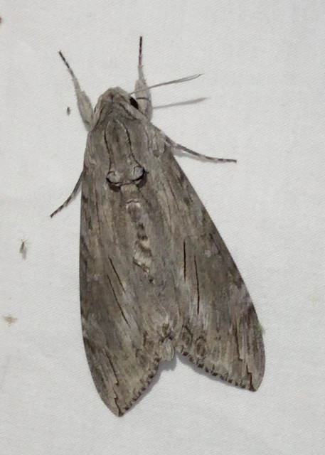 Agrius convolvuli - szulákszender