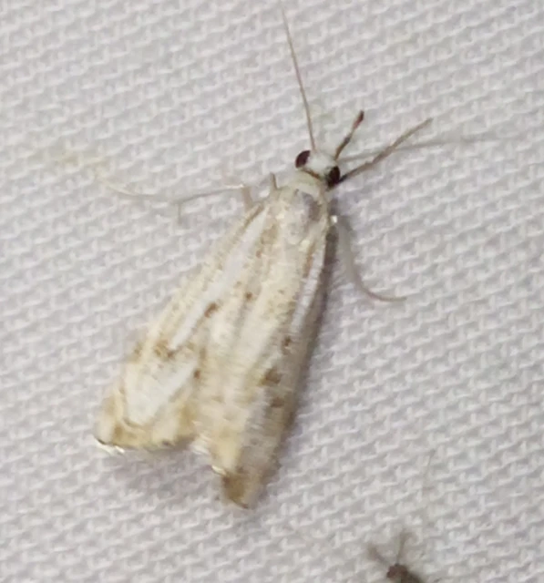 Catoptria falsella - hálós fűgyökérmoly