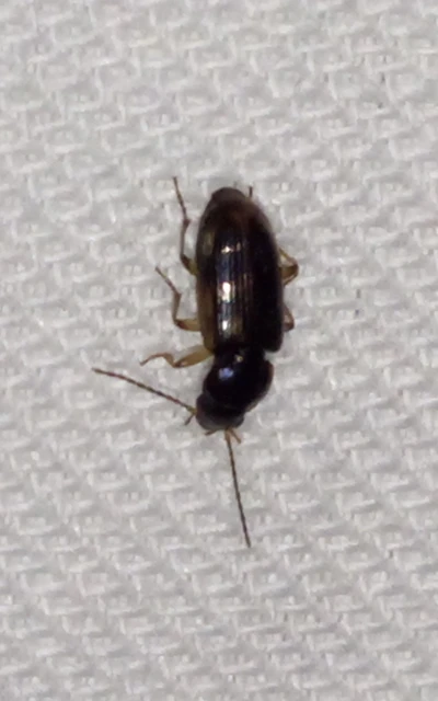 Stenolophus mixtus - közönséges turzásfutó