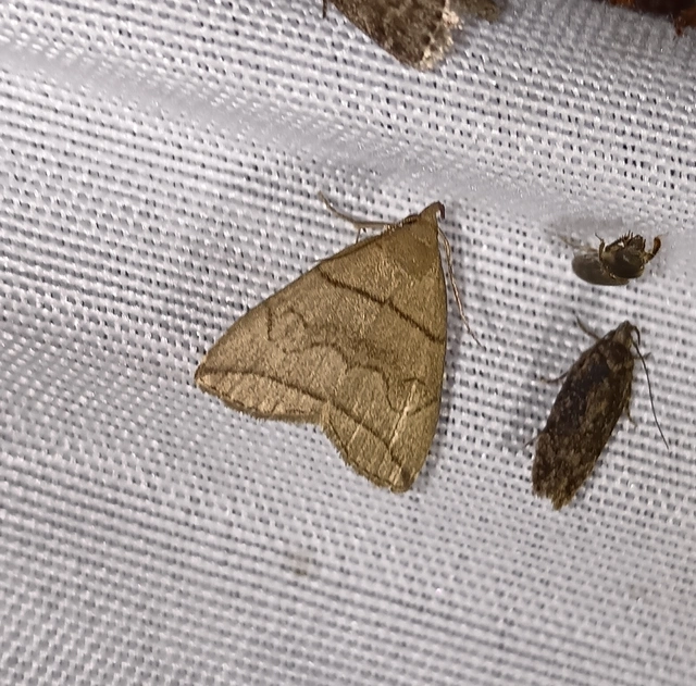 Herminia grisealis - ligeti karcsúbagoly