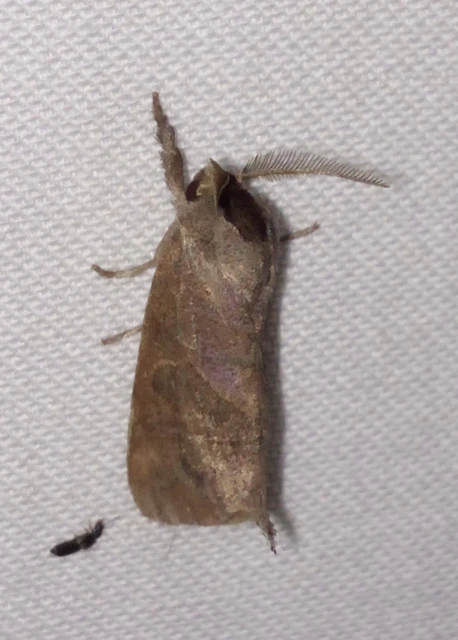 Clostera anastomosis - barna levélszövő