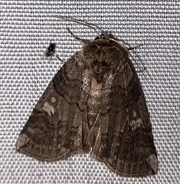 Tethea or - bélyeges pihésszövő