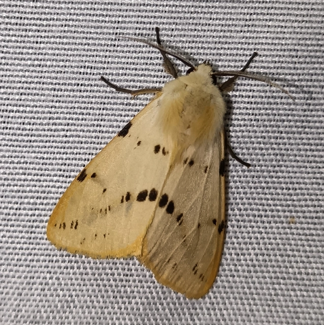 Spilarctia lutea - sárgás medvelepke