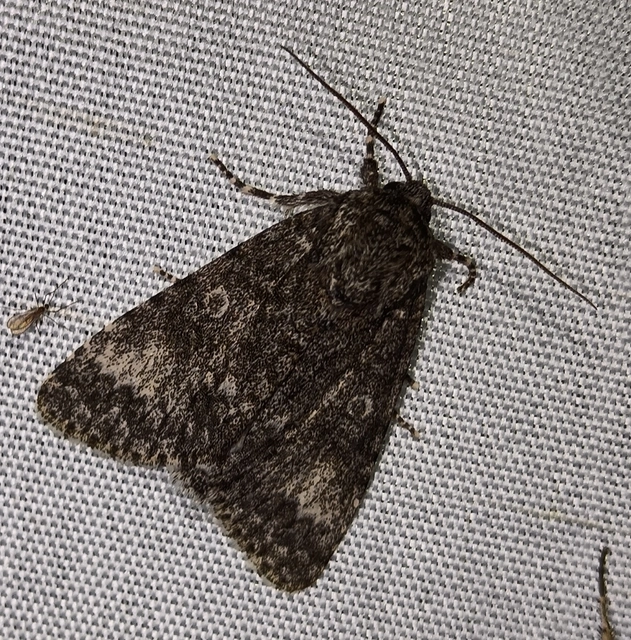 Acronicta megacephala - nagyfejű szigonyosbagoly