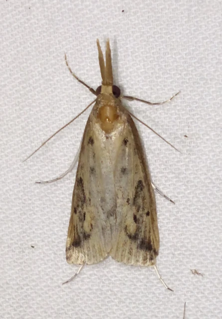 Schoenobius gigantella - óriás nádfúrómoly