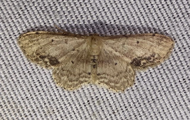 Idaea dimidiata - gyakori apróaraszoló