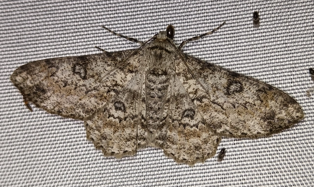 Ascotis selenaria - holdas faaraszoló
