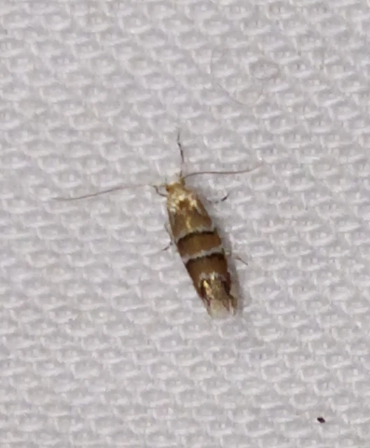 Cameraria ohridella - vadgesztenye-sátorosmoly
