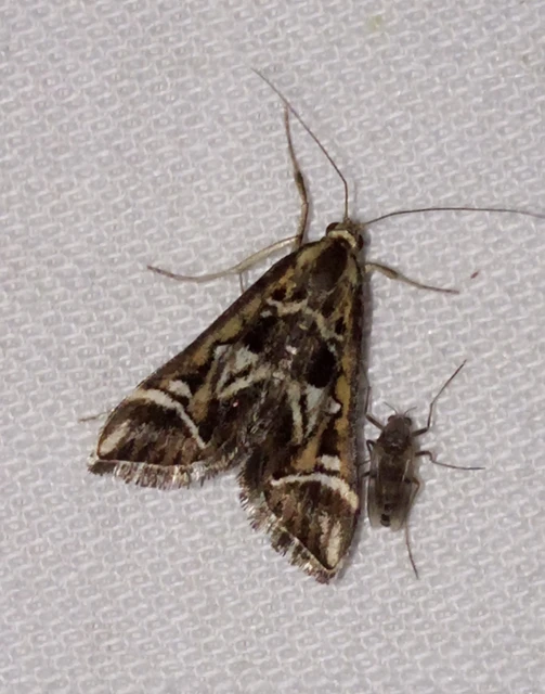 Diasemia reticularis - betűmintás tűzmoly